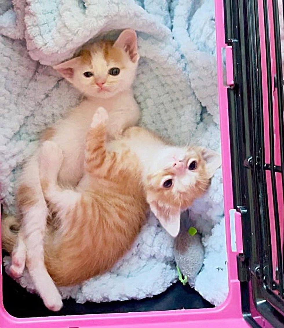 snuggly special kittens