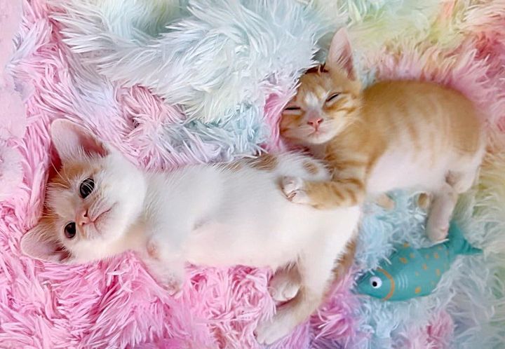 snuggling sweet kittens