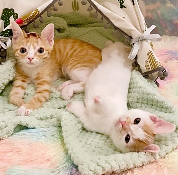 best friends special needs kittens