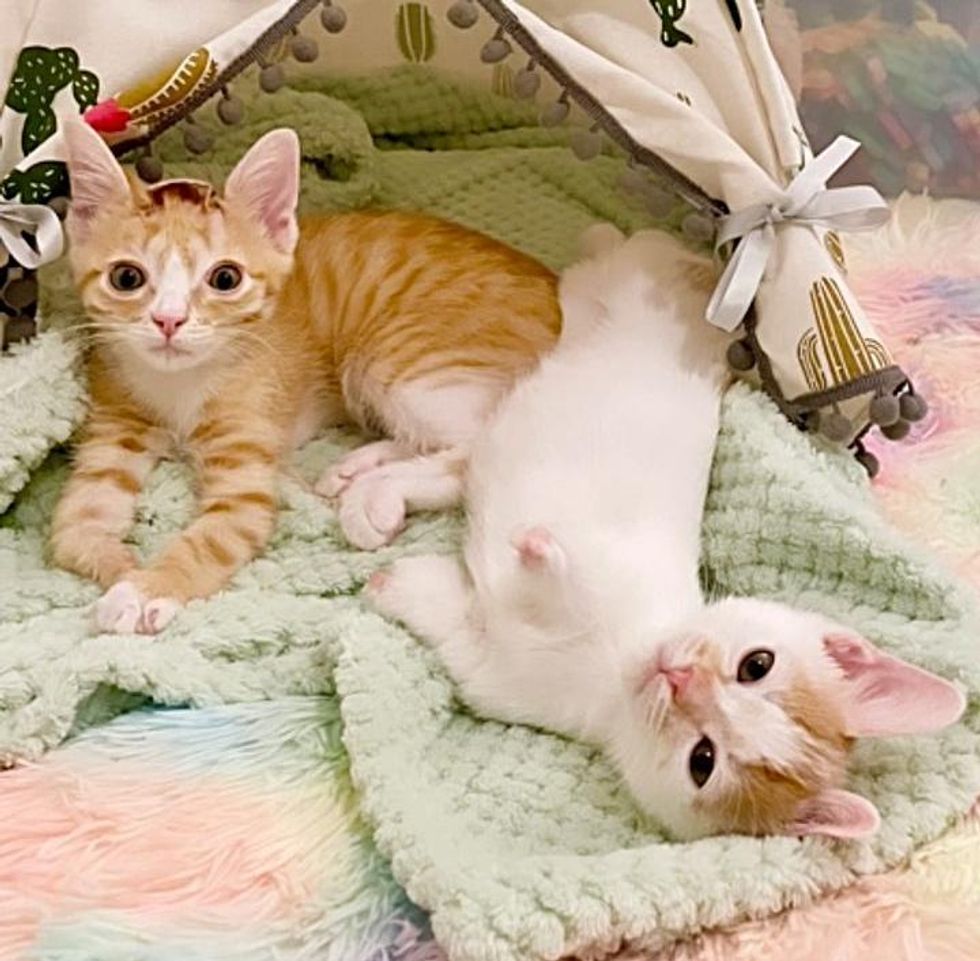 best friends special needs kittens