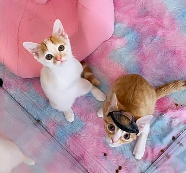 sweet special kittens