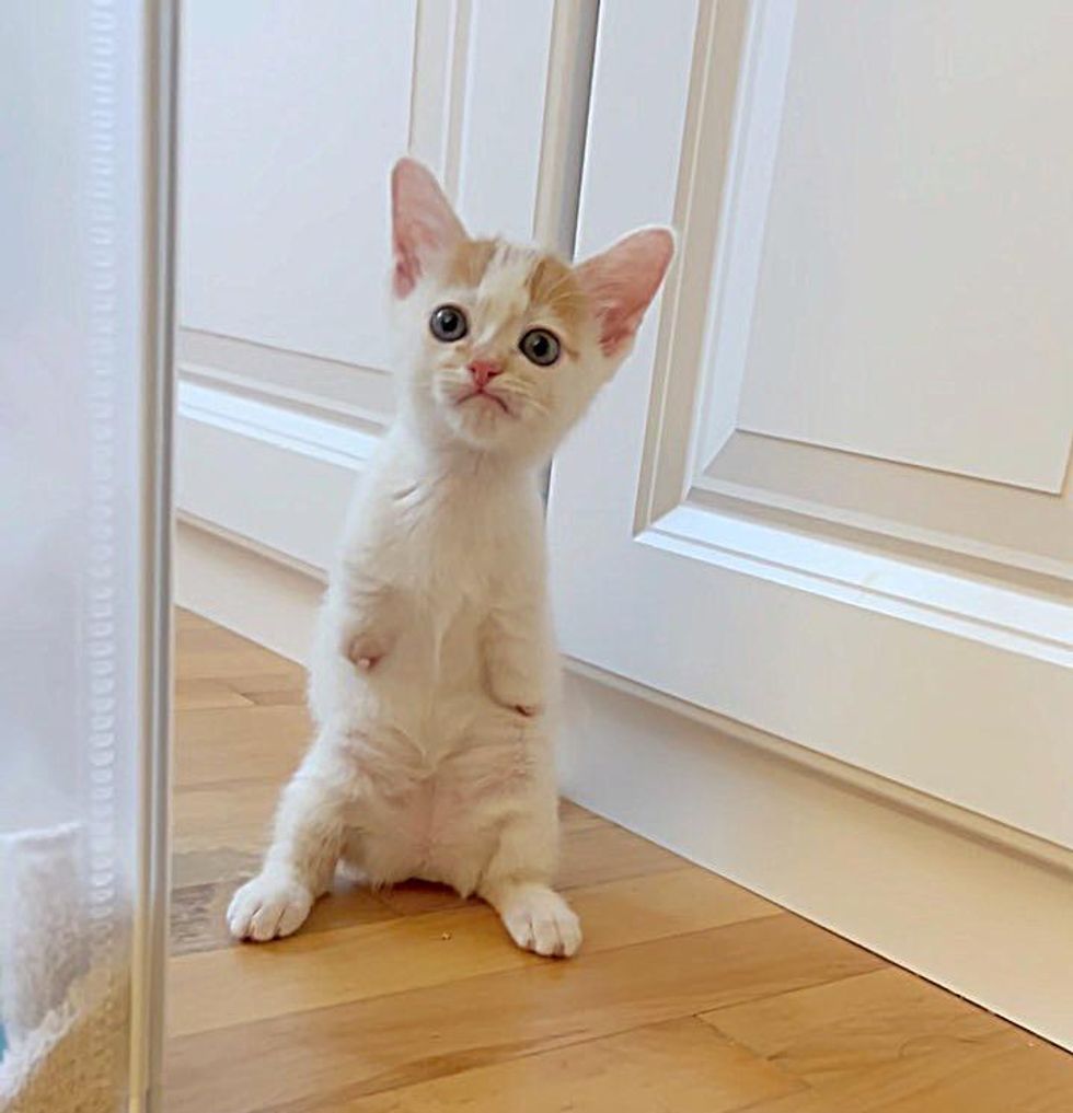 2 legged kitten