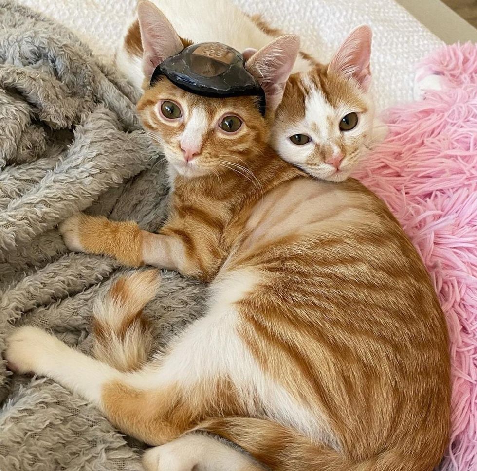 best friends kittens