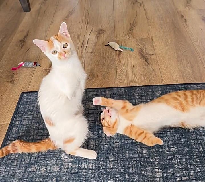 playful special cats