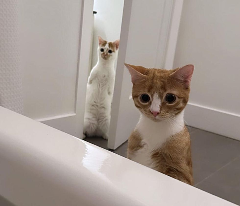 curious cats bathroom