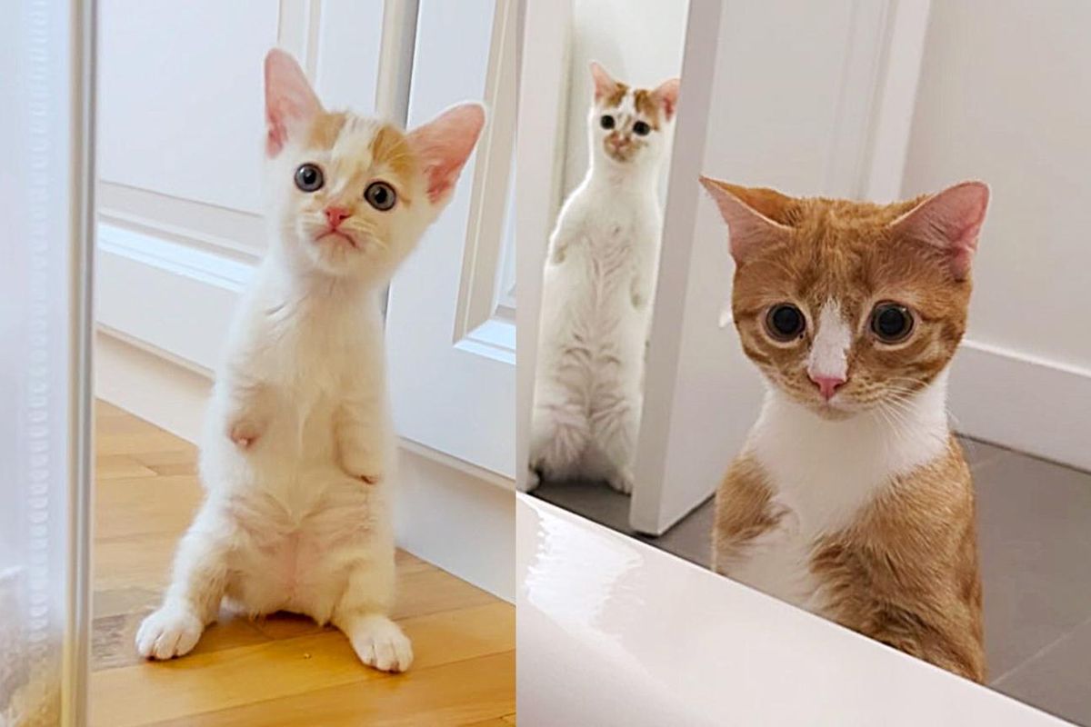 Kittens Standing Like Humans Always Have Each Other Through Their Journey to a Happy Ending