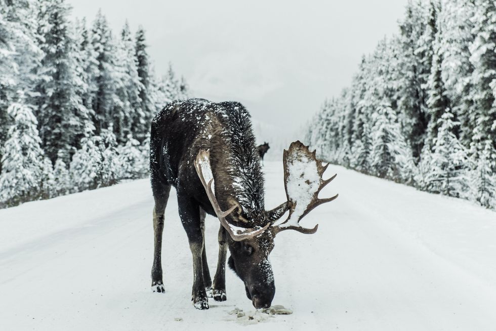 Canadian man captures the 'one in a million' moment when a moose sheds both its antlers