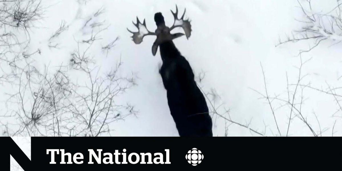 Canadian man captures the 'one in a million' moment when a moose sheds both its antlers