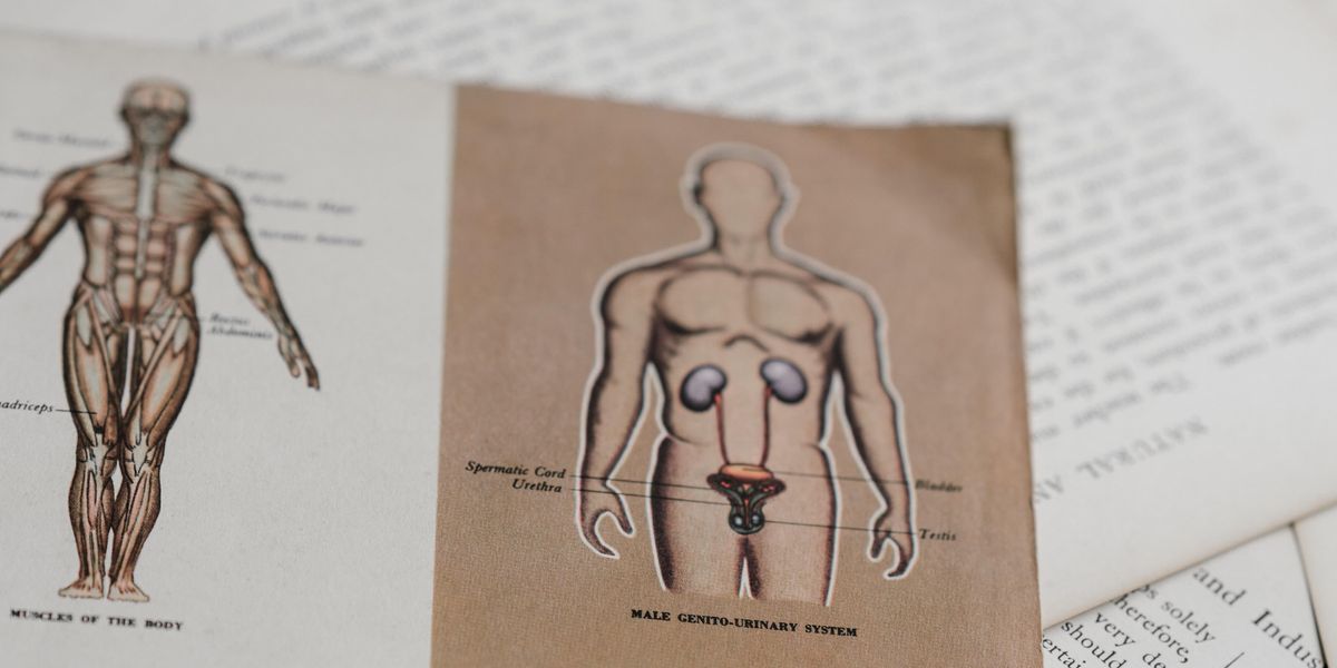 Sketches of the human anatomy