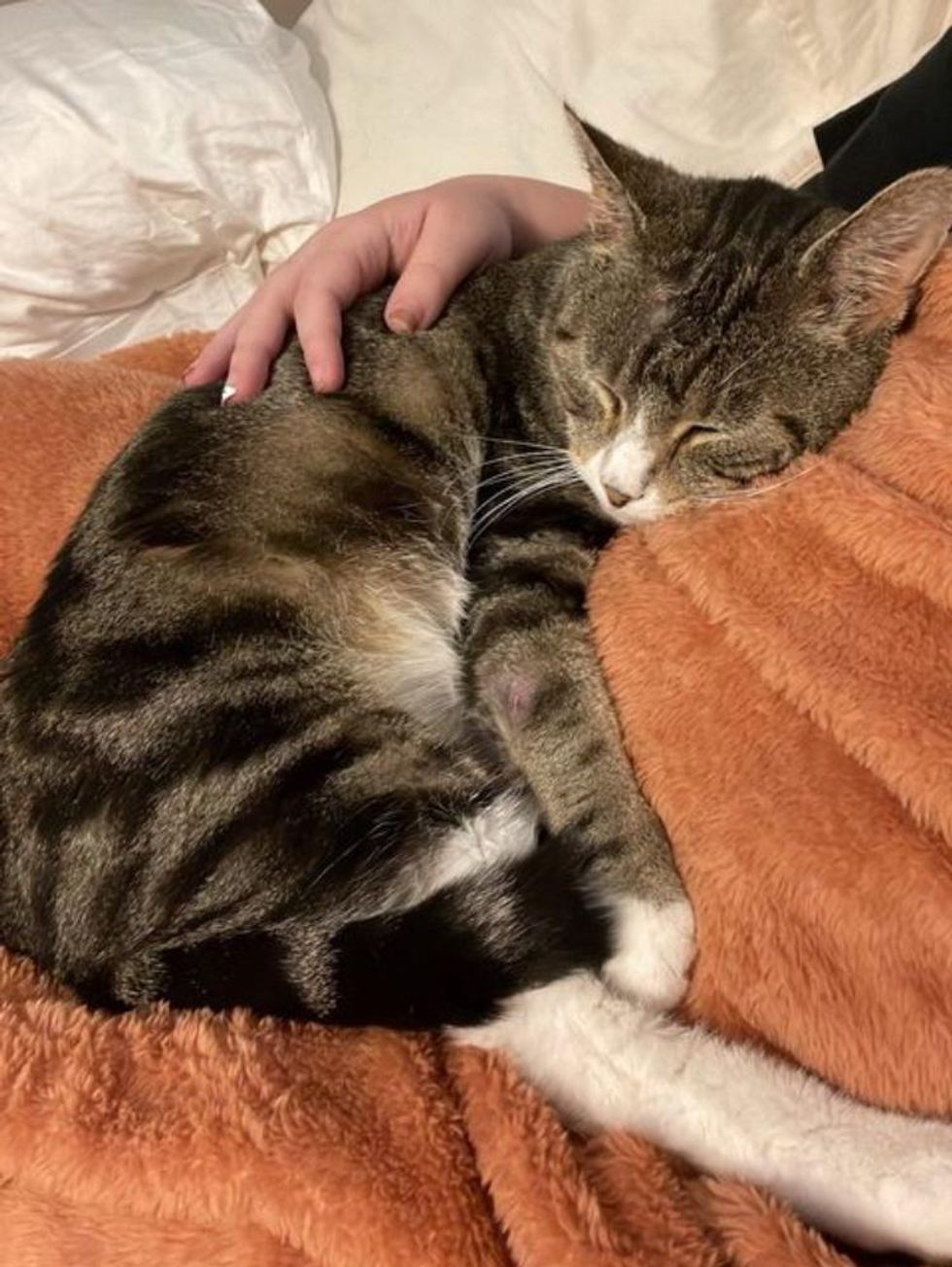 snuggly tabby cat