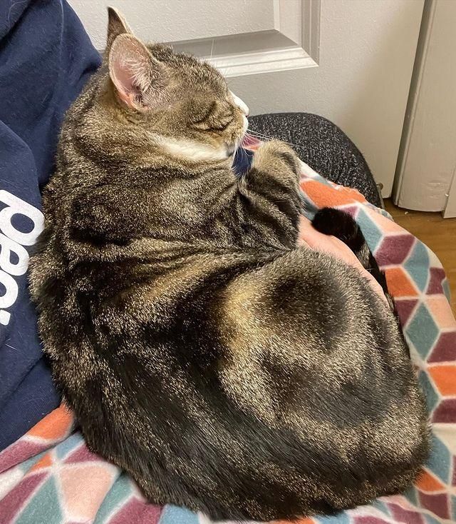 cuddly tabby lap cat