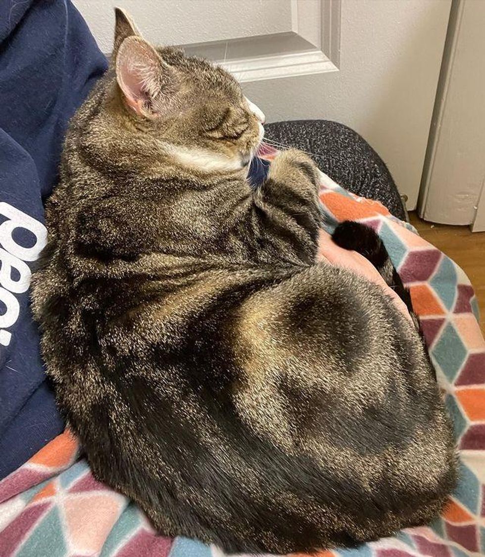 cuddly tabby lap cat