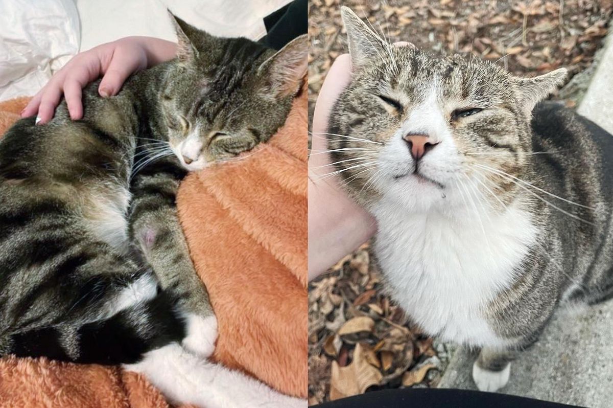 Stray Cat Comes Running to Someone Calling to Him, Nestles into Her and Won't Let Go