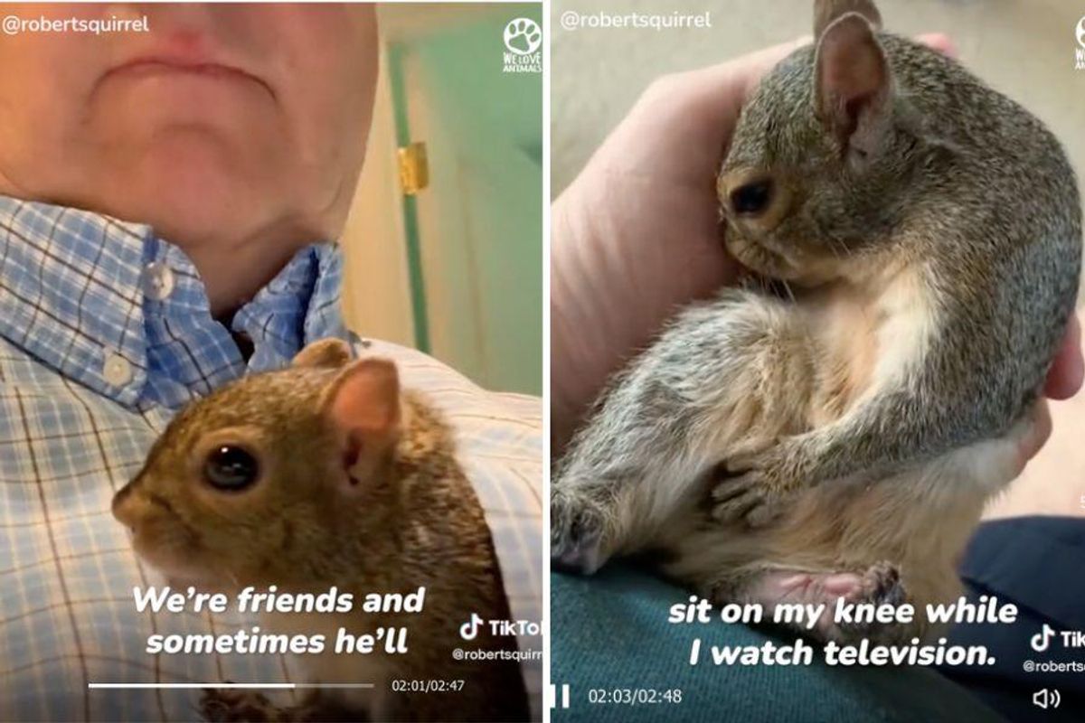 squirrel, animal rescue