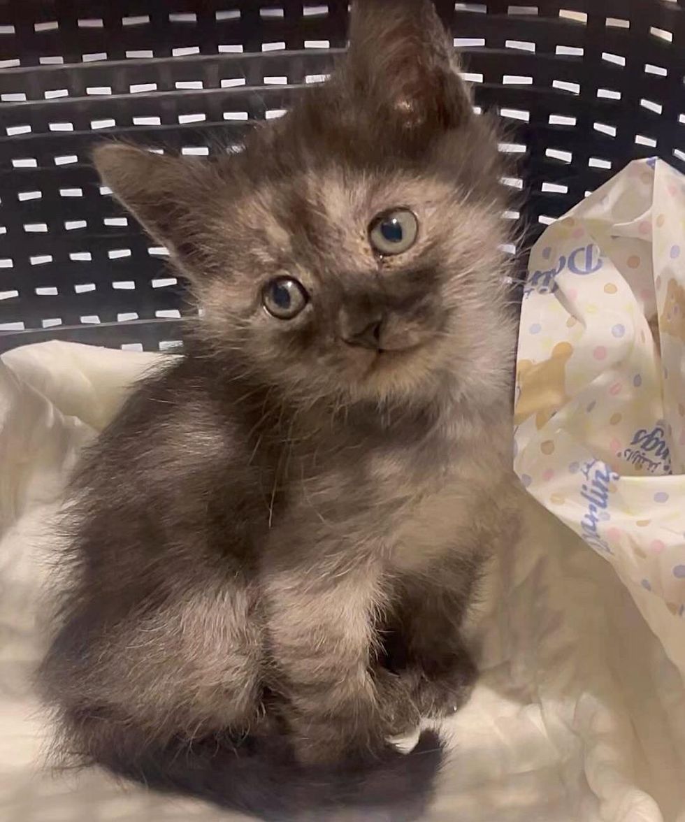 fluffy grey kitten