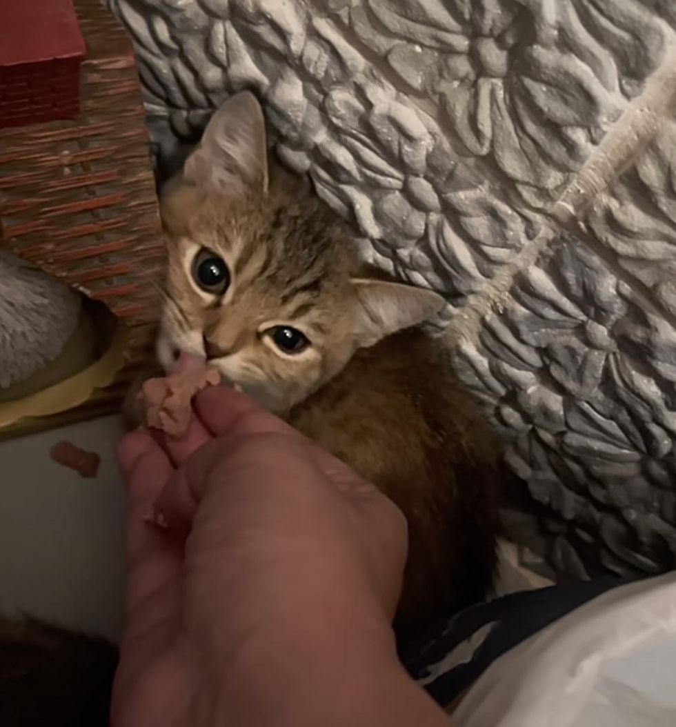 feeding scared kitten