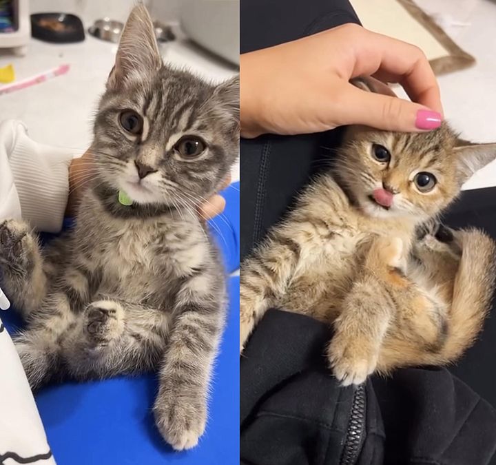 happy lap kittens