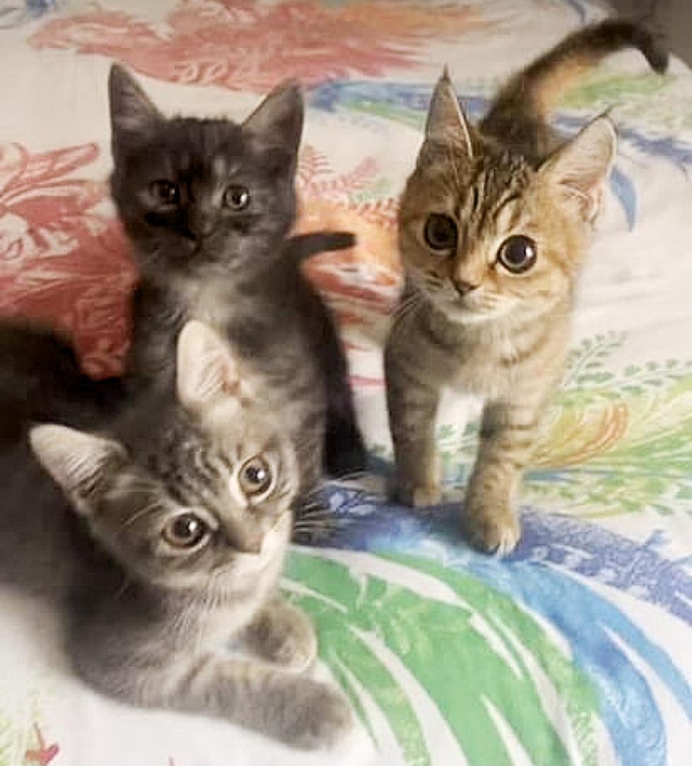 kittens friends