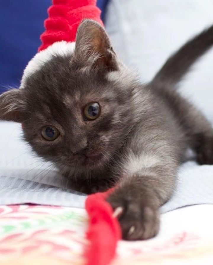 happy kitten edward
