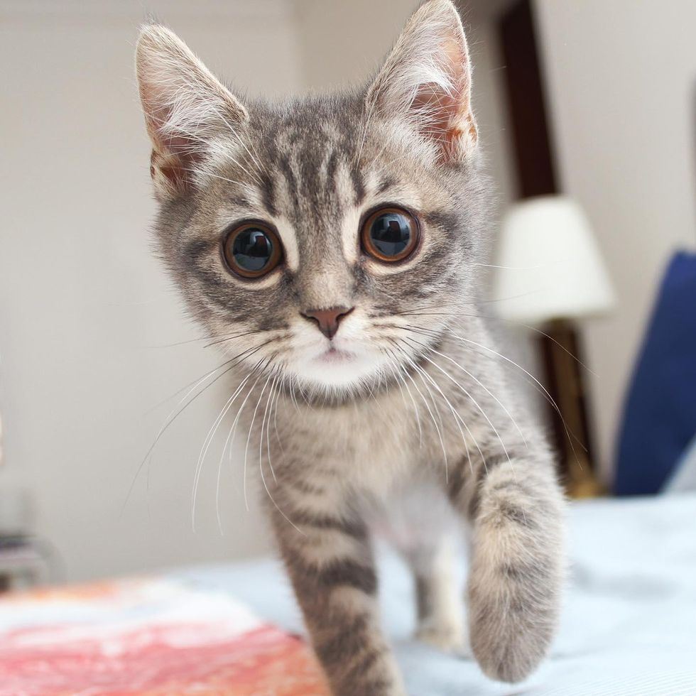 beautiful kitten big eyes