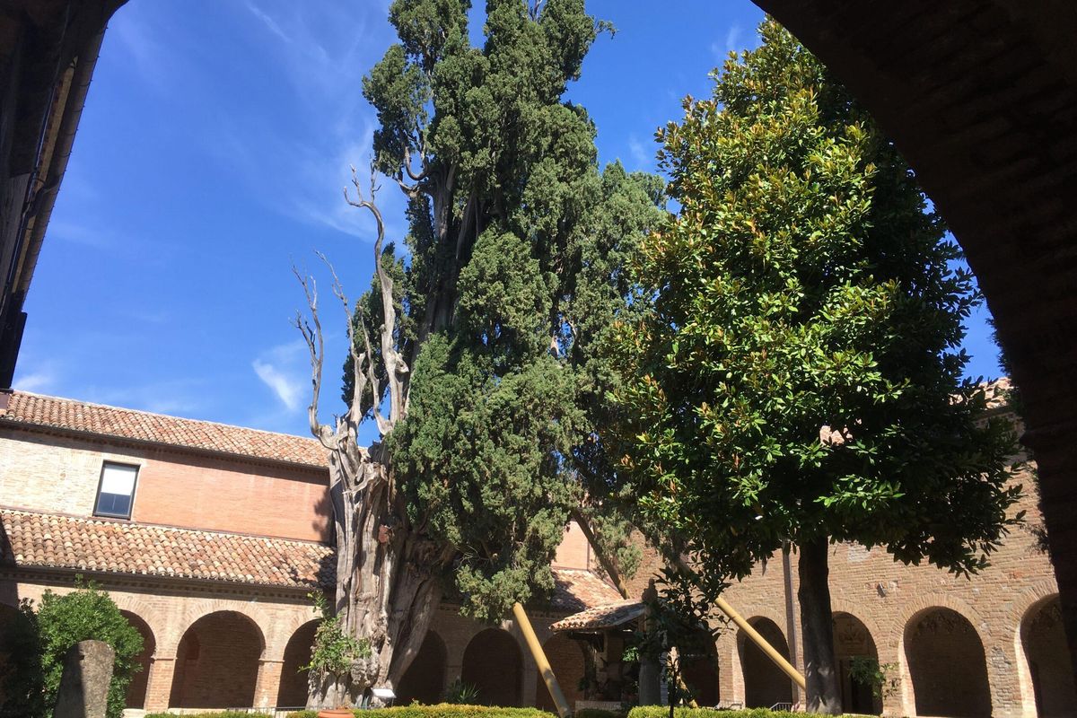 Il cipresso inutile miracolato da Francesco