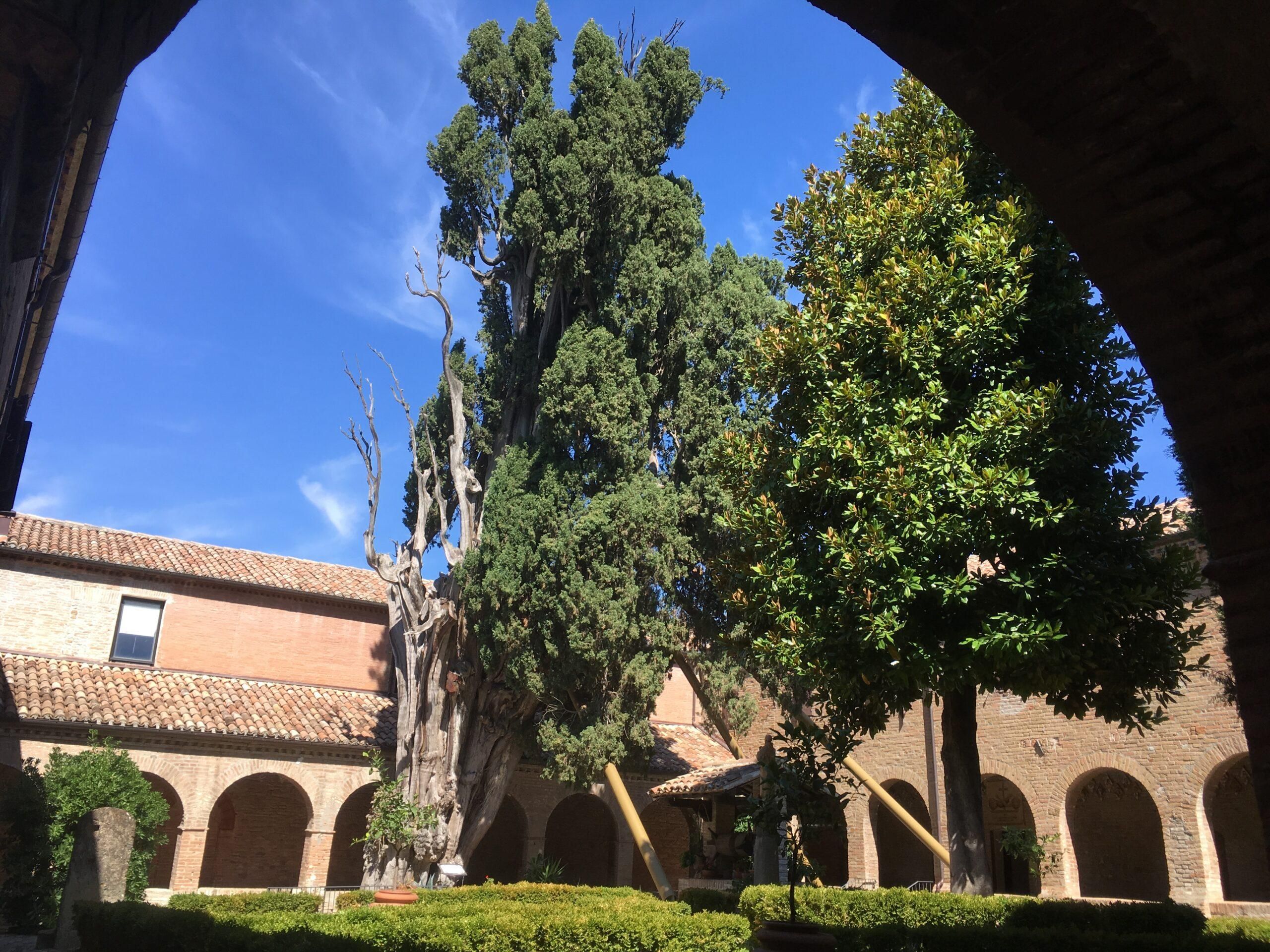 Il cipresso inutile miracolato da Francesco
