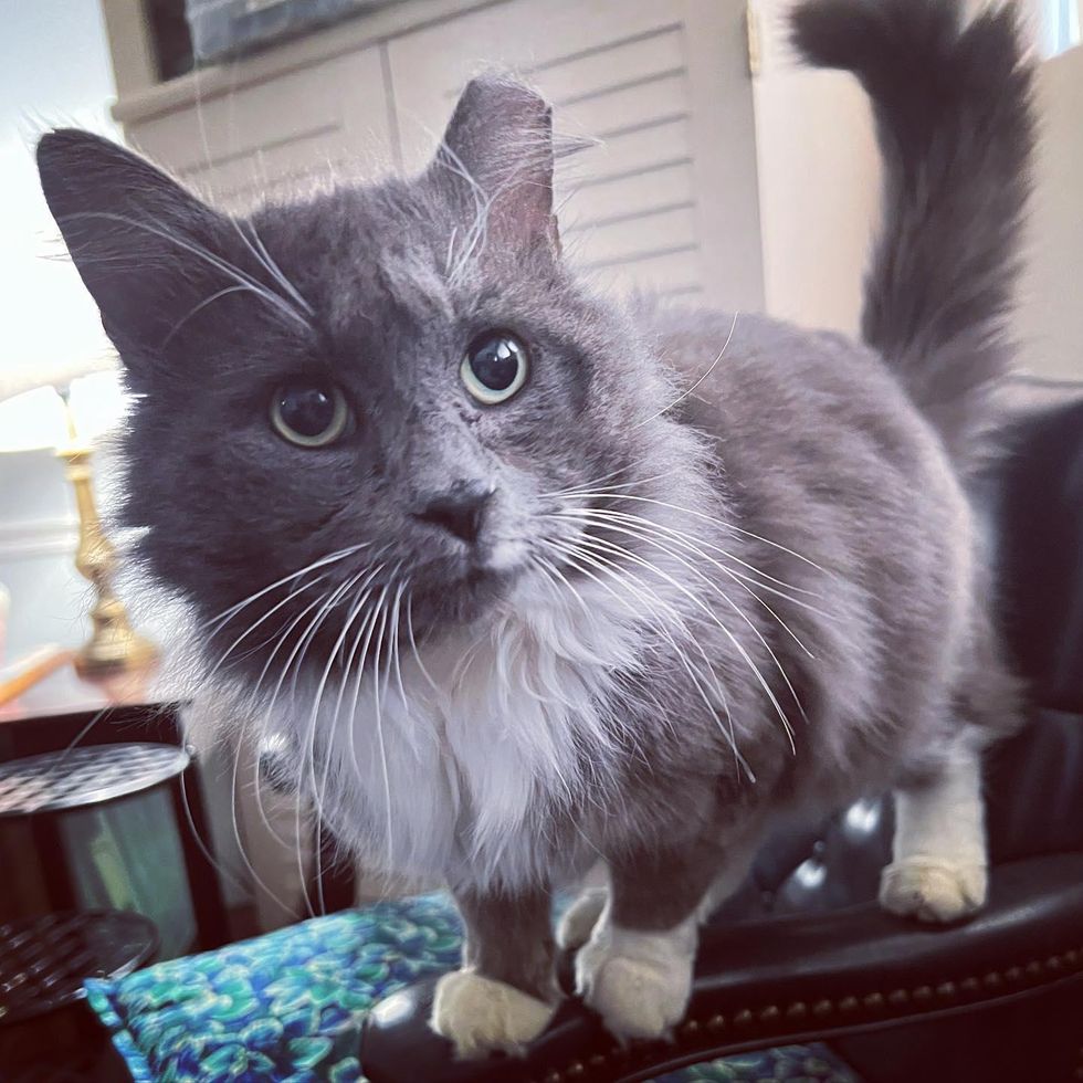 fluffy grey cat
