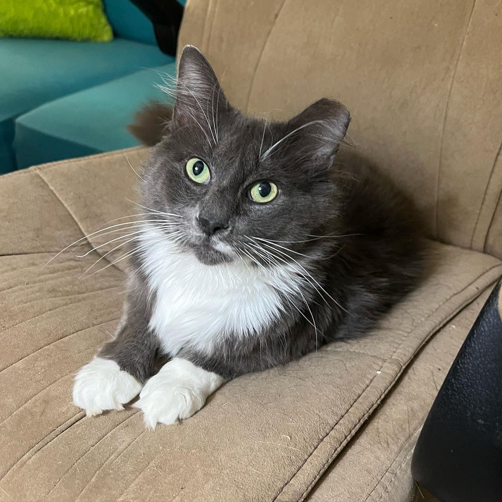 fluffy grey cat romeo