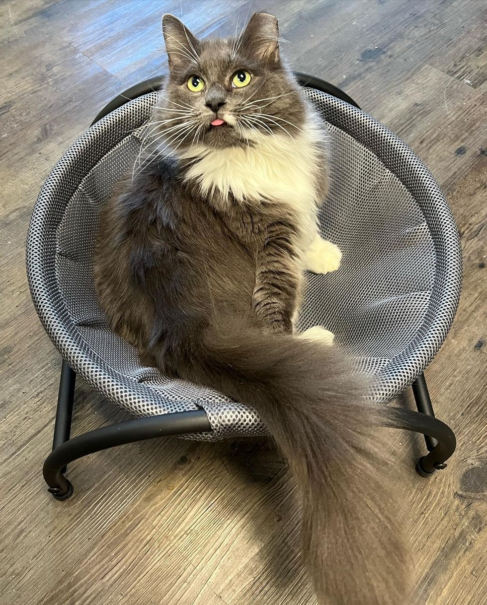 fluffy grey cat chair