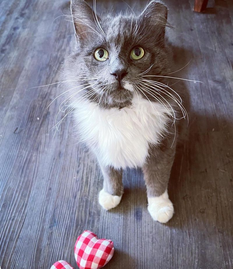 fluffy grey cat romeo