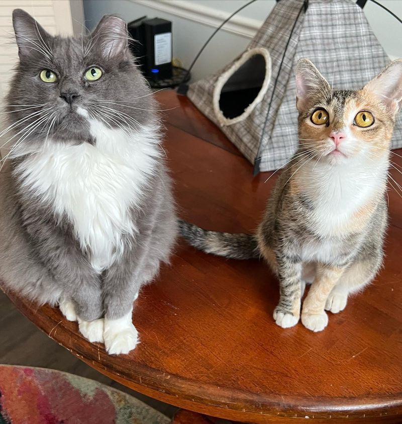 fluffy grey cat torbie