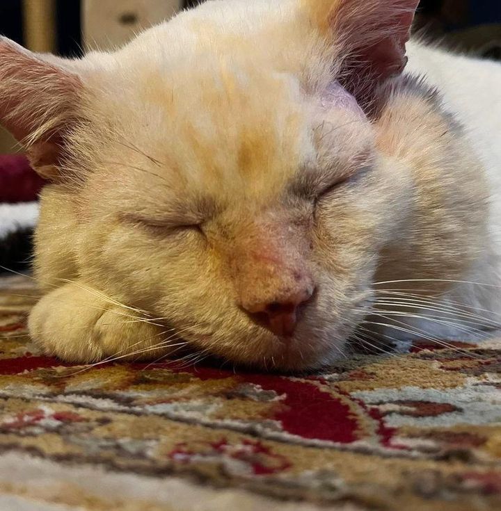 sleeping cat horchata