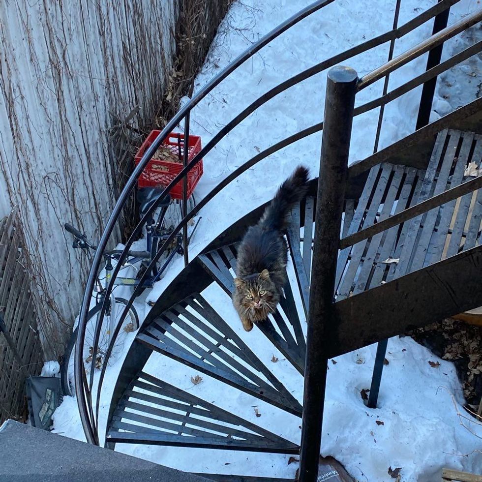 stray fluffy tabby cat