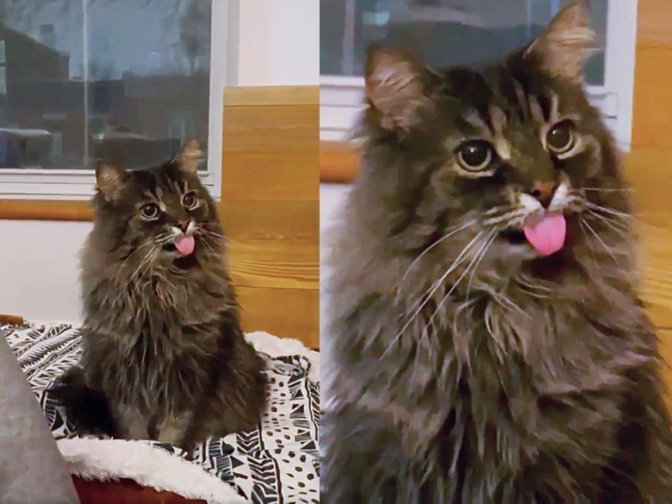 cute cat tongue out