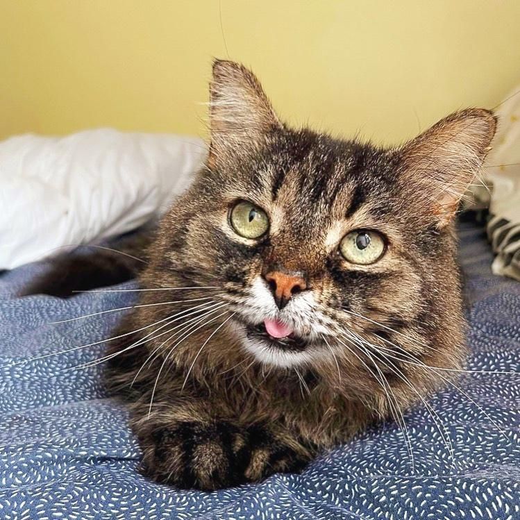 cat tongue tabby