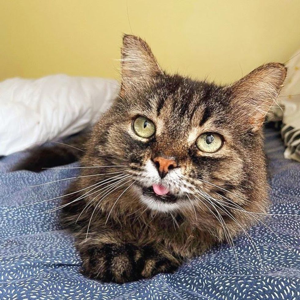 cat tongue tabby