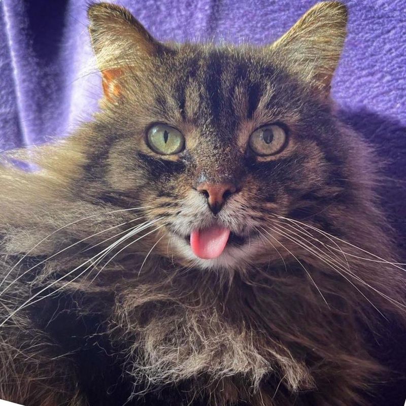 fluffy cat tongue lucky