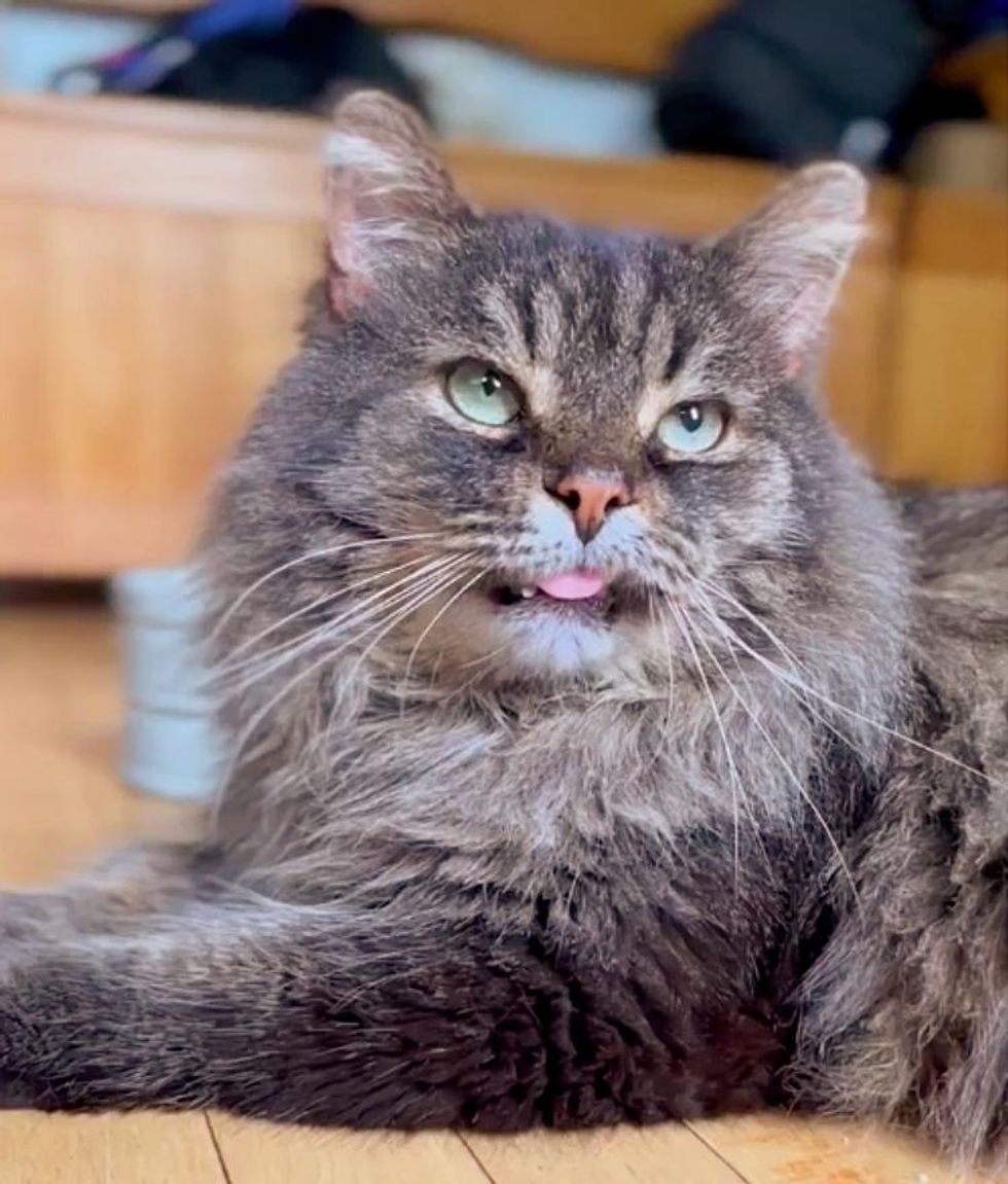 Cat Comes To A Balcony And Decides To Begin New Life, He Turns Out To 