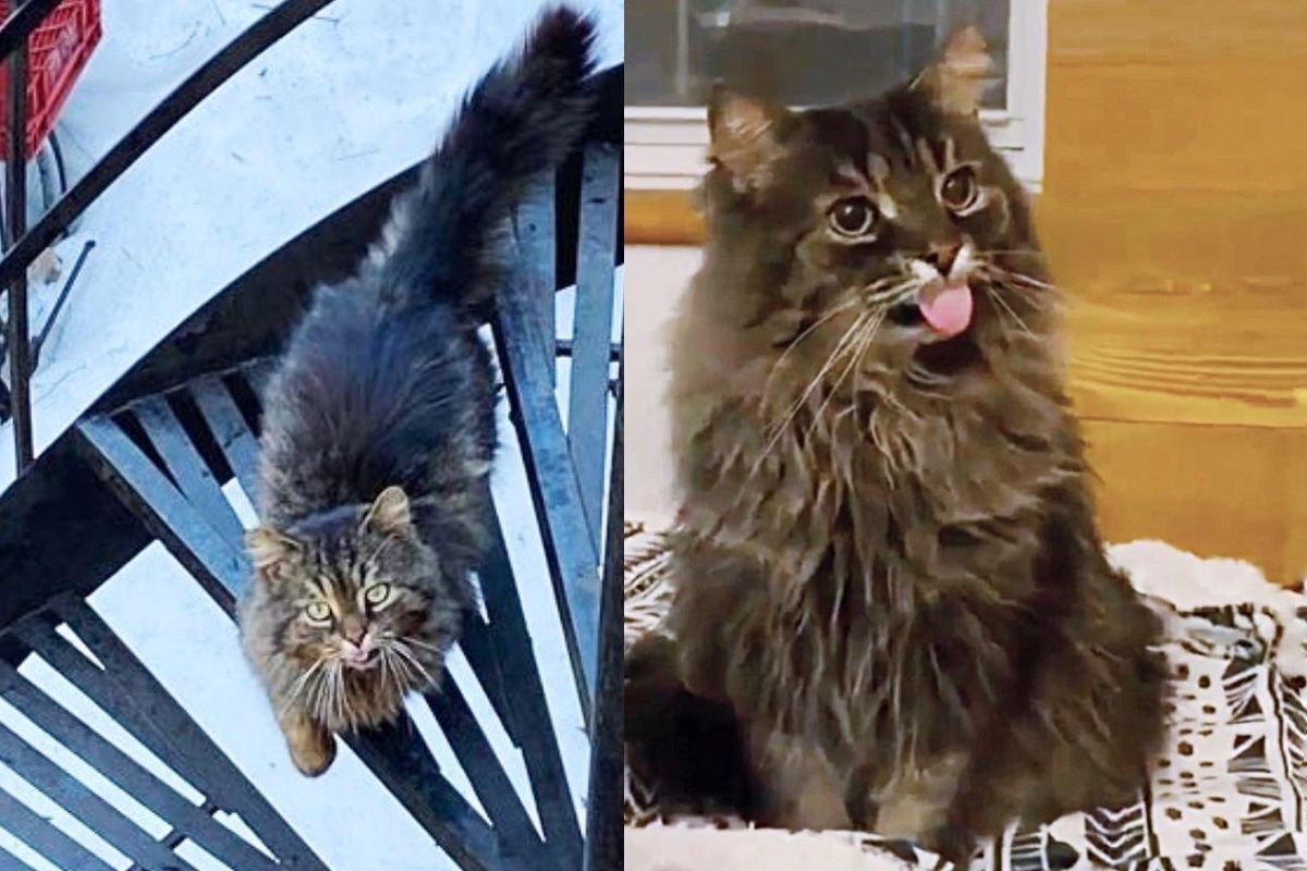 Cat Comes to a Balcony and Decides to Begin New Life, He Turns Out to Be the Cutest 'Supervisor'