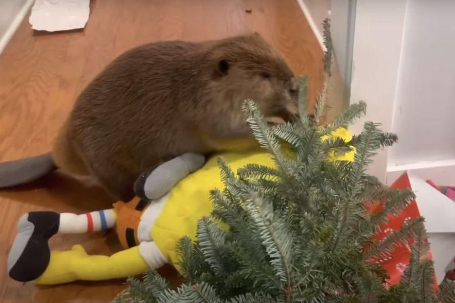 Watch a rescue beaver build a dam inside a house image