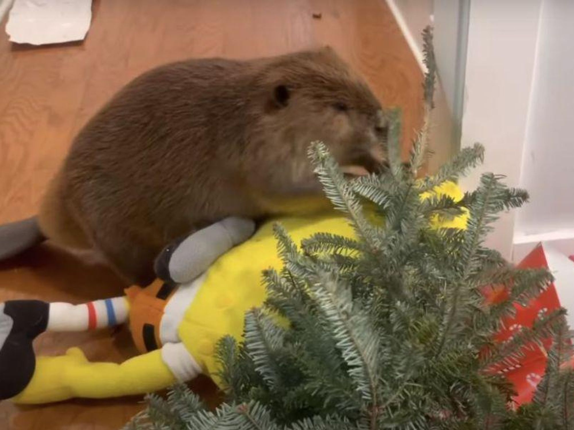 Watch a rescue beaver build a dam inside a house - Upworthy