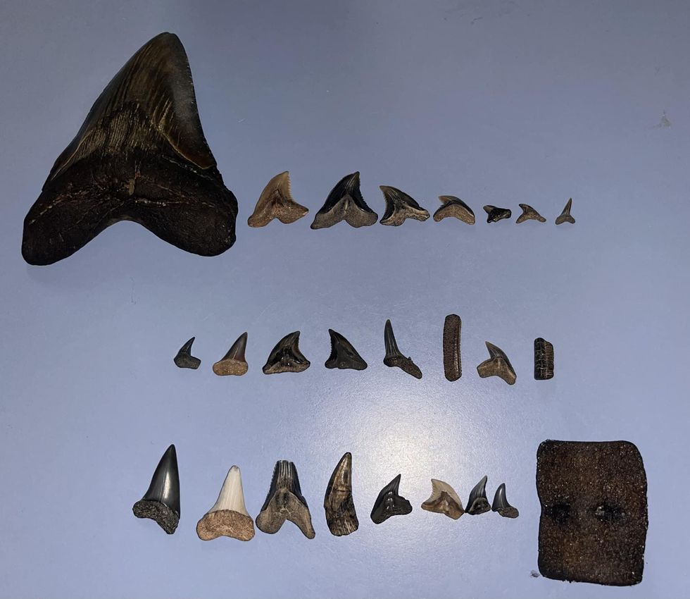 shark teeth, megalodon