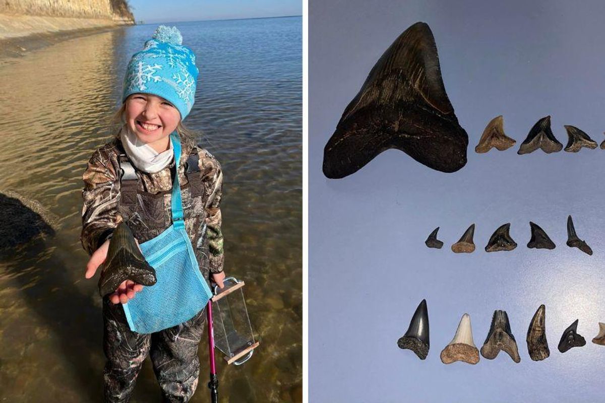 megalodon tooth, fossils