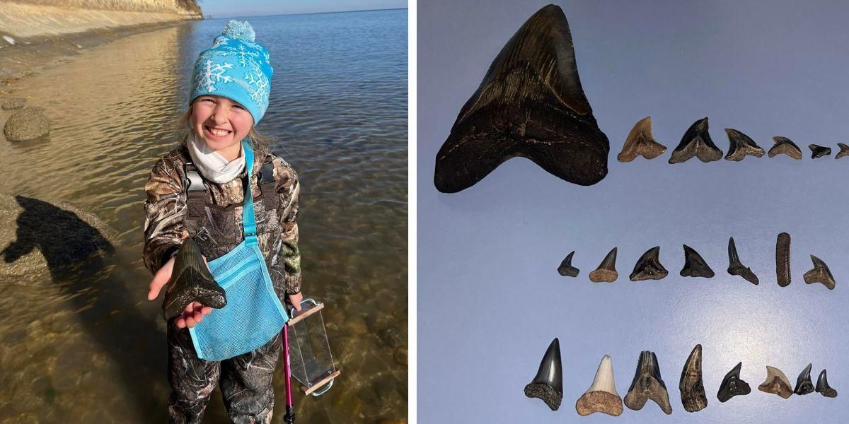 9-year-old pulls 5-inch megalodon tooth from Maryland bay - Vimarsana News