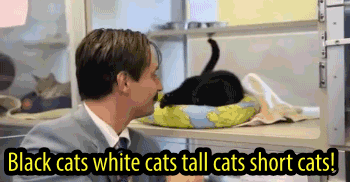 gif of mustached man showing off different cats
