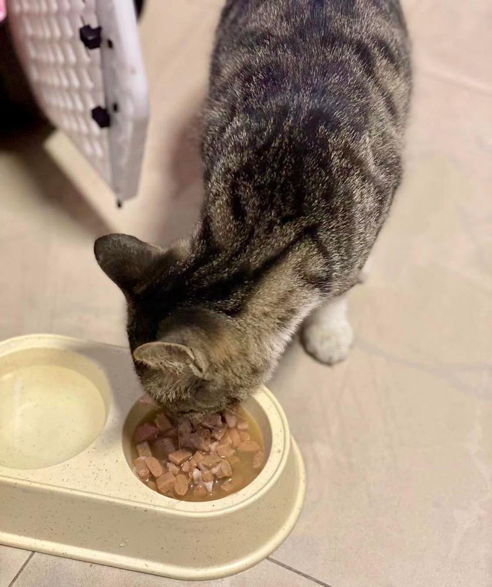 kitten home eating food