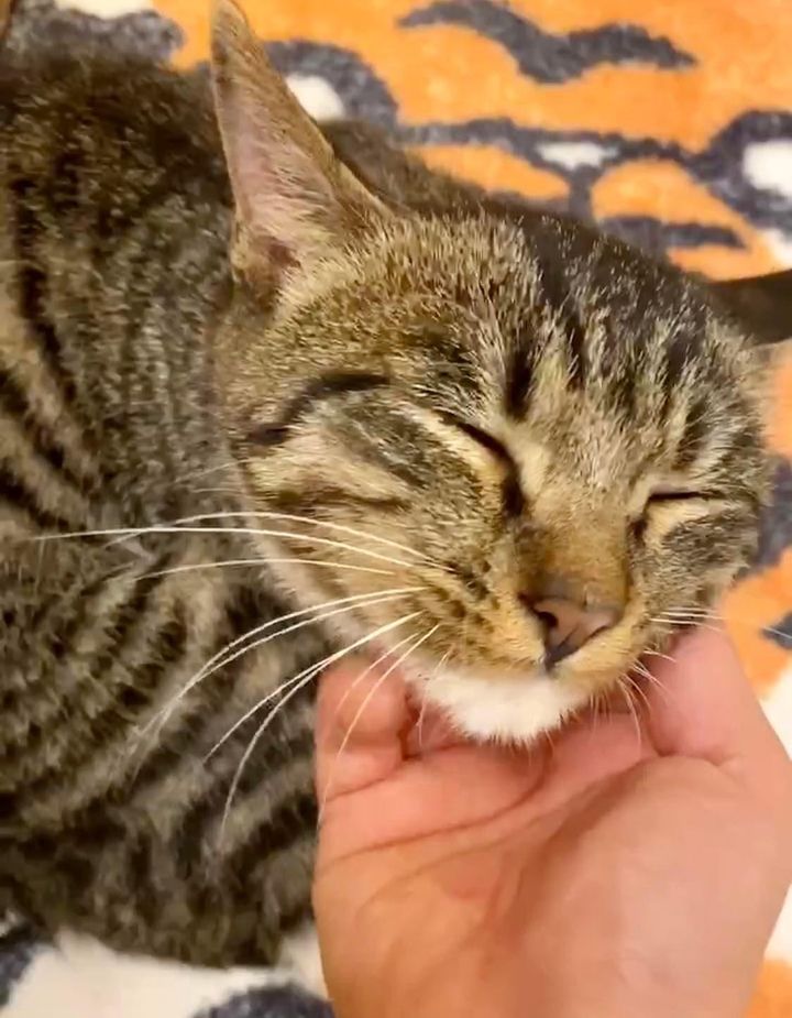 happy tabby kitten snuggles