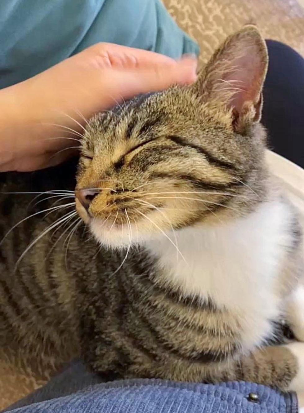 snuggly kitten lap time