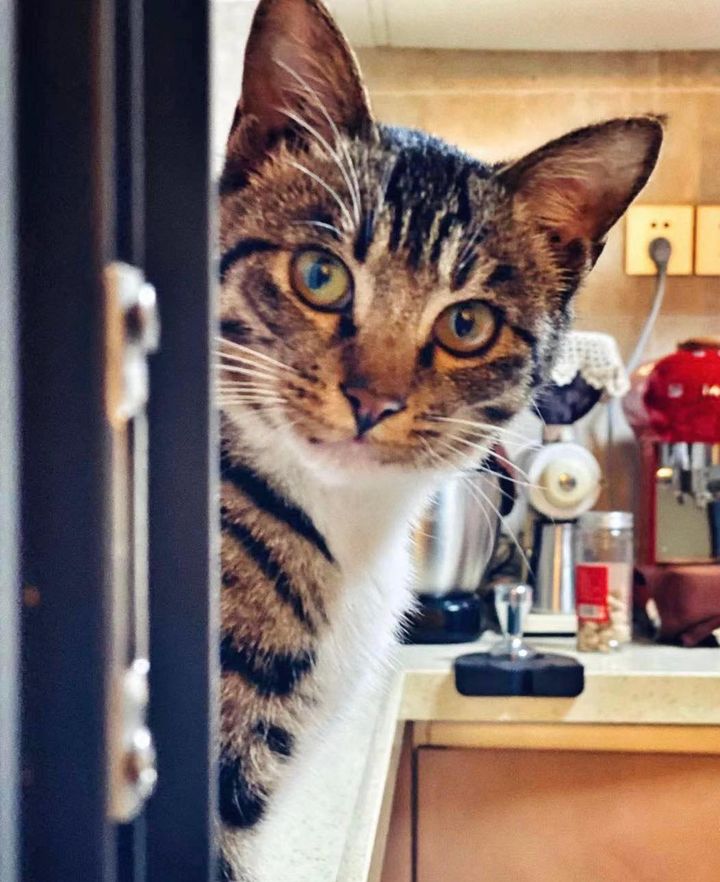 kitten tabby kitchen