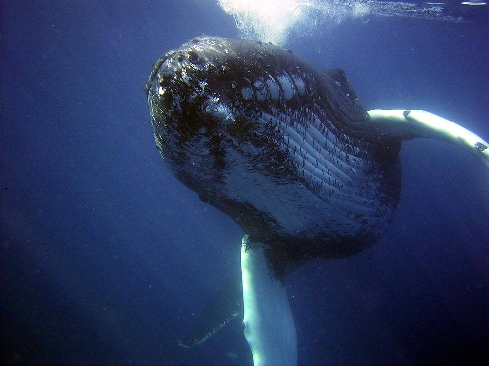 The oldest whales on the planet are more ancient than &apos;Moby-Dick&apos; and have the harpoons to prove it